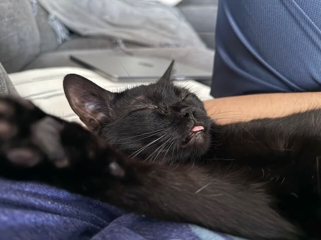 Aubie asleep on a lap with a tiny tongue blep.