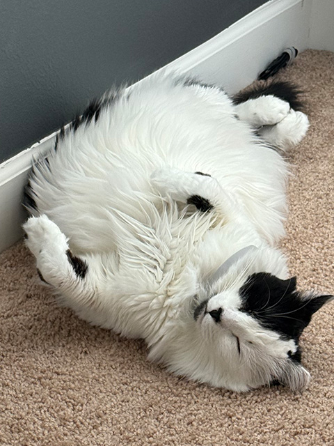 Penelope Primrose lounging upside down on the carpet with elegant nonchalance.