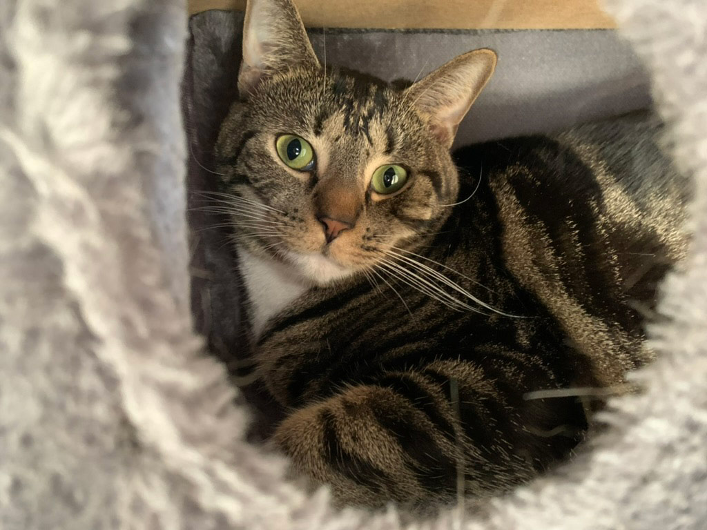 Toby nestled inside a soft cat tunnel, looking outward with bright green eyes.